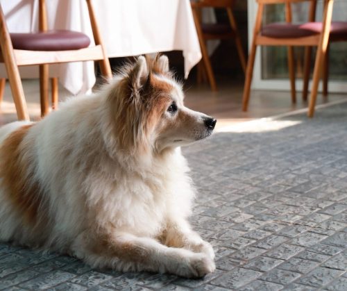 Armenio_petfriendly_001